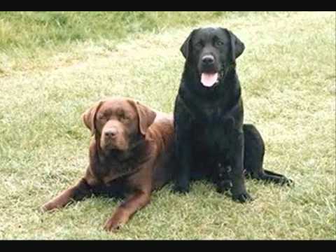 an american woman having sex with dogs youtube